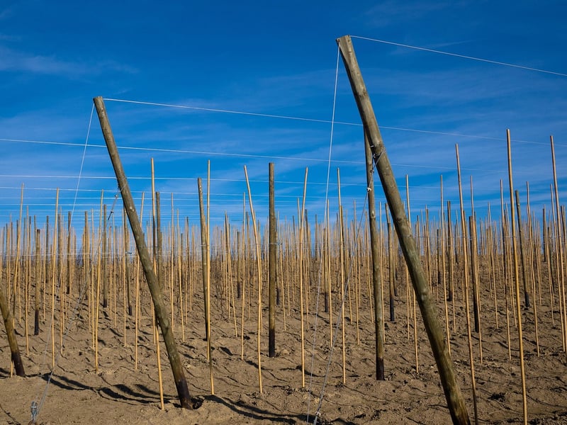 Fruit Trellises
