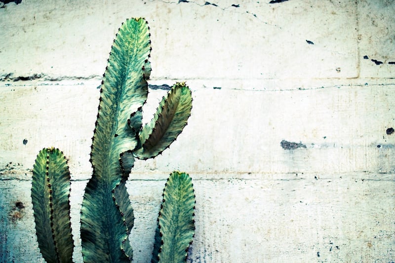 Vertical Plant Walls