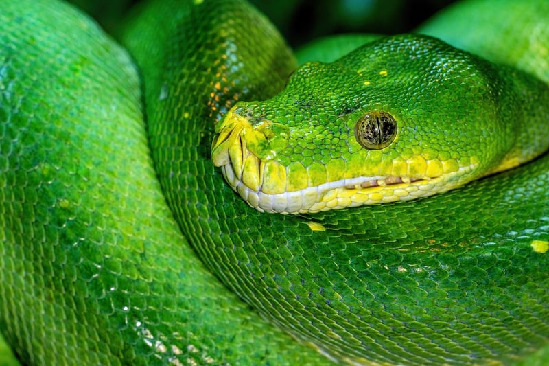 Green Masterpiece