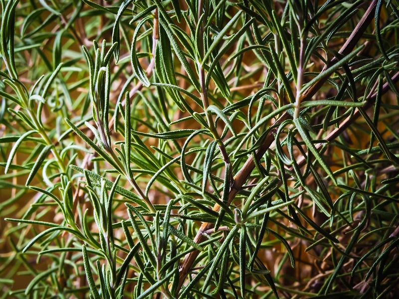 Herbs in Pots