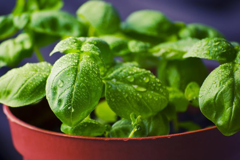 Windowsill Garden